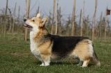 CORGI PEMBROKE 901